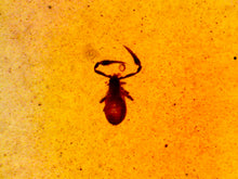 Load image into Gallery viewer, Dinosaur age Burmite Fossil AMBER with rare pristine PSEUDOSCORPION! TESTED FOR AUTHENTICITY!!