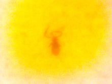 Load image into Gallery viewer, Dinosaur age Burmite Fossil AMBER with rare pristine PSEUDOSCORPION! TESTED FOR AUTHENTICITY!!