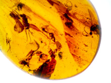 Load image into Gallery viewer, GEM Dinosaur age Burmite Fossil AMBER with 8 Winged Insects! TESTED FOR AUTHENTICITY!!