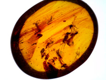 Load image into Gallery viewer, GEM Dinosaur age Burmite Fossil AMBER with 8 Winged Insects! TESTED FOR AUTHENTICITY!!