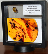 Load image into Gallery viewer, GEM Dinosaur age Burmite Fossil AMBER with 8 Winged Insects! TESTED FOR AUTHENTICITY!!