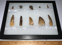 Load image into Gallery viewer, Framed Dinosaur and Reptile Tooth Collection Includes Tyrannosaurus Rex, Carcharodontosaur, Spinosaur, Triceratops type, and More!