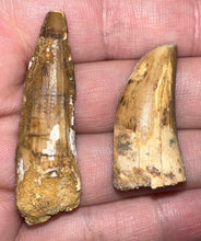 Load image into Gallery viewer, Framed Dinosaur and Reptile Tooth Collection Includes Tyrannosaurus Rex, Carcharodontosaur, Spinosaur, Triceratops type, and More!
