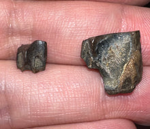 Load image into Gallery viewer, Framed Dinosaur and Reptile Tooth Collection Includes Tyrannosaurus Rex, Carcharodontosaur, Spinosaur, Triceratops type, and More!
