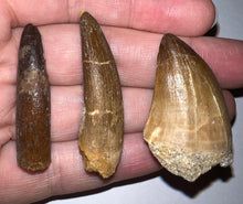 Load image into Gallery viewer, Framed Dinosaur and Reptile Tooth Collection Includes Tyrannosaurus Rex, Carcharodontosaur, Spinosaur, Triceratops type, and More!