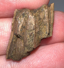 Load image into Gallery viewer, Framed Dinosaur and Reptile Tooth Collection Includes Tyrannosaurus Rex, Carcharodontosaur, Spinosaur, Triceratops type, and More!