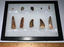 Load image into Gallery viewer, Framed Dinosaur and Reptile Tooth Collection Includes Tyrannosaurus Rex, Carcharodontosaur, Spinosaur, Triceratops type, and More!