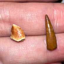 Load image into Gallery viewer, Framed Dinosaur and Reptile Tooth Collection Includes Tyrannosaurus Rex, Carcharodontosaur, Spinosaur, Triceratops type, and More!