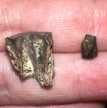 Load image into Gallery viewer, Framed Dinosaur and Reptile Tooth Collection Includes Tyrannosaurus Rex, Carcharodontosaur, Spinosaur, Triceratops type, and More!