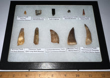 Load image into Gallery viewer, Framed Dinosaur and Reptile Tooth Collection Includes Tyrannosaurus Rex, Carcharodontosaur, Spinosaur, Triceratops type, and More!