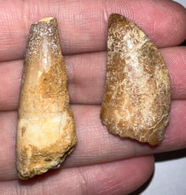 Load image into Gallery viewer, Framed Dinosaur and Reptile Tooth Collection Includes Tyrannosaurus Rex, Carcharodontosaur, Spinosaur, Triceratops type, and More!