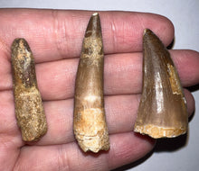 Load image into Gallery viewer, Framed Dinosaur and Reptile Tooth Collection Includes Tyrannosaurus Rex, Carcharodontosaur, Spinosaur, Triceratops type, and More!