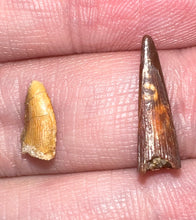 Load image into Gallery viewer, Framed Dinosaur and Reptile Tooth Collection Includes Tyrannosaurus Rex, Carcharodontosaur, Spinosaur, Triceratops type, and More!