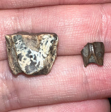 Load image into Gallery viewer, Framed Dinosaur and Reptile Tooth Collection Includes Tyrannosaurus Rex, Carcharodontosaur, Spinosaur, Triceratops type, and More!
