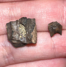 Load image into Gallery viewer, Framed Dinosaur and Reptile Tooth Collection Includes Tyrannosaurus Rex, Carcharodontosaur, Spinosaur, Triceratops type, and More!