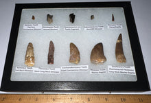 Load image into Gallery viewer, Framed Dinosaur and Reptile Tooth Collection Includes Tyrannosaurus Rex, Carcharodontosaur, Spinosaur, Triceratops type, and More!