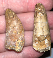 Load image into Gallery viewer, Framed Dinosaur and Reptile Tooth Collection Includes Tyrannosaurus Rex, Carcharodontosaur, Spinosaur, Triceratops type, and More!