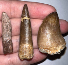 Load image into Gallery viewer, Framed Dinosaur and Reptile Tooth Collection Includes Tyrannosaurus Rex, Carcharodontosaur, Spinosaur, Triceratops type, and More!