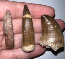 Load image into Gallery viewer, Framed Dinosaur and Reptile Tooth Collection Includes Tyrannosaurus Rex, Carcharodontosaur, Spinosaur, Triceratops type, and More!