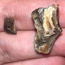 Load image into Gallery viewer, Framed Dinosaur and Reptile Tooth Collection Includes Tyrannosaurus Rex, Carcharodontosaur, Spinosaur, Triceratops type, and More!