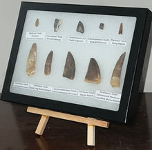 Load image into Gallery viewer, Framed Dinosaur and Reptile Tooth Collection Includes Tyrannosaurus Rex, Carcharodontosaur, Spinosaur, Triceratops type, and More!