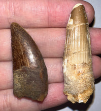 Load image into Gallery viewer, Framed Dinosaur and Reptile Tooth Collection Includes Tyrannosaurus Rex, Carcharodontosaur, Spinosaur, Triceratops type, and More!