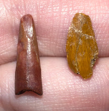 Load image into Gallery viewer, Framed Dinosaur and Reptile Tooth Collection Includes Tyrannosaurus Rex, Carcharodontosaur, Spinosaur, Triceratops type, and More!