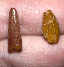 Load image into Gallery viewer, Framed Dinosaur and Reptile Tooth Collection Includes Tyrannosaurus Rex, Carcharodontosaur, Spinosaur, Triceratops type, and More!