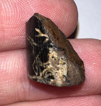 Load image into Gallery viewer, Framed Dinosaur and Reptile Tooth Collection Includes Tyrannosaurus Rex, Carcharodontosaur, Spinosaur, Triceratops type, and More!