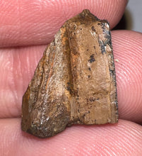 Load image into Gallery viewer, Framed Dinosaur and Reptile Tooth Collection Includes Tyrannosaurus Rex, Carcharodontosaur, Spinosaur, Triceratops type, and More!