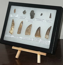Load image into Gallery viewer, Framed Dinosaur and Reptile Tooth Collection Includes Tyrannosaurus Rex, Carcharodontosaur, Spinosaur, Triceratops type, and More!