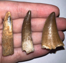 Load image into Gallery viewer, Framed Dinosaur and Reptile Tooth Collection Includes Tyrannosaurus Rex, Carcharodontosaur, Spinosaur, Triceratops type, and More!
