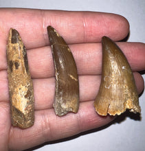 Load image into Gallery viewer, Framed Dinosaur and Reptile Tooth Collection Includes Tyrannosaurus Rex, Carcharodontosaur, Spinosaur, Triceratops type, and More!