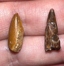 Load image into Gallery viewer, Framed Dinosaur and Reptile Tooth Collection Includes Tyrannosaurus Rex, Carcharodontosaur, Spinosaur, Triceratops type, and More!