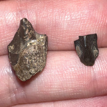 Load image into Gallery viewer, Framed Dinosaur and Reptile Tooth Collection Includes Tyrannosaurus Rex, Carcharodontosaur, Spinosaur, Triceratops type, and More!