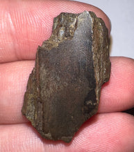 Load image into Gallery viewer, Framed Dinosaur and Reptile Tooth Collection Includes Tyrannosaurus Rex, Carcharodontosaur, Spinosaur, Triceratops type, and More!