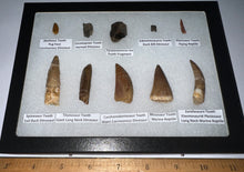 Load image into Gallery viewer, Framed Dinosaur and Reptile Tooth Collection Includes Tyrannosaurus Rex, Carcharodontosaur, Spinosaur, Triceratops type, and More!