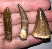 Load image into Gallery viewer, Framed Dinosaur and Reptile Tooth Collection Includes Tyrannosaurus Rex, Carcharodontosaur, Spinosaur, Triceratops type, and More!