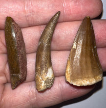 Load image into Gallery viewer, Framed Dinosaur and Reptile Tooth Collection Includes Tyrannosaurus Rex, Carcharodontosaur, Spinosaur, Triceratops type, and More!