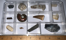 Load image into Gallery viewer, Beginner Collection of 12 labeled Fossils in a clear case. Includes Mosasaur Tooth, Dinosaur Bone Fragment, Mastodon Molar Fragment and more!