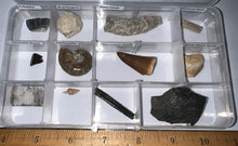 Load image into Gallery viewer, Beginner Collection of 12 labeled Fossils in a clear case. Includes Mosasaur Tooth, Dinosaur Bone Fragment, Mastodon Molar Fragment and more!