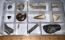 Load image into Gallery viewer, Beginner Collection of 12 labeled Fossils in a clear case. Includes Mosasaur Tooth, Dinosaur Bone Fragment, Mastodon Molar Fragment and more!