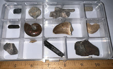 Load image into Gallery viewer, Beginner Collection of 12 labeled Fossils in a clear case. Includes Mosasaur Tooth, Dinosaur Bone Fragment, Mastodon Molar Fragment and more!