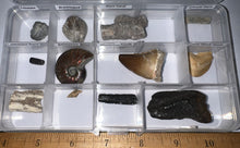 Load image into Gallery viewer, Beginner Collection of 12 labeled Fossils in a clear case. Includes Mosasaur Tooth, Dinosaur Bone Fragment, Mastodon Molar Fragment and more!