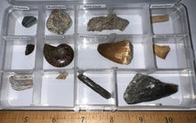 Load image into Gallery viewer, Beginner Collection of 12 labeled Fossils in a clear case. Includes Mosasaur Tooth, Dinosaur Bone Fragment, Mastodon Molar Fragment and more!