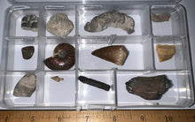 Load image into Gallery viewer, Beginner Collection of 12 labeled Fossils in a clear case. Includes Mosasaur Tooth, Dinosaur Bone Fragment, Mastodon Molar Fragment and more!