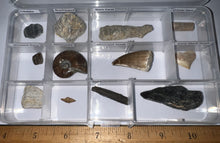 Load image into Gallery viewer, Beginner Collection of 12 labeled Fossils in a clear case. Includes Mosasaur Tooth, Dinosaur Bone Fragment, Mastodon Molar Fragment and more!
