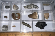 Load image into Gallery viewer, Beginner Collection of 12 labeled Fossils in a clear case. Includes Mosasaur Tooth, Dinosaur Bone Fragment, Mastodon Molar Fragment and more!