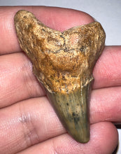Load image into Gallery viewer, Large Parotodus Benedeni Fossil Shark Tooth 2.05 Inches! Not Repaired!