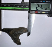 Load image into Gallery viewer, Large Parotodus Benedeni Fossil Shark Tooth 2.45 Inches! Not Repaired!